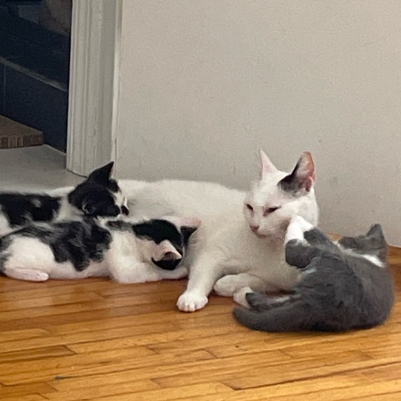 Meet your Posher, Chloe - Picture 11 of 15